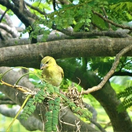 Отель Watamu, Nestled Between Pristine Beaches And Lush Tropical Forest Экстерьер фото